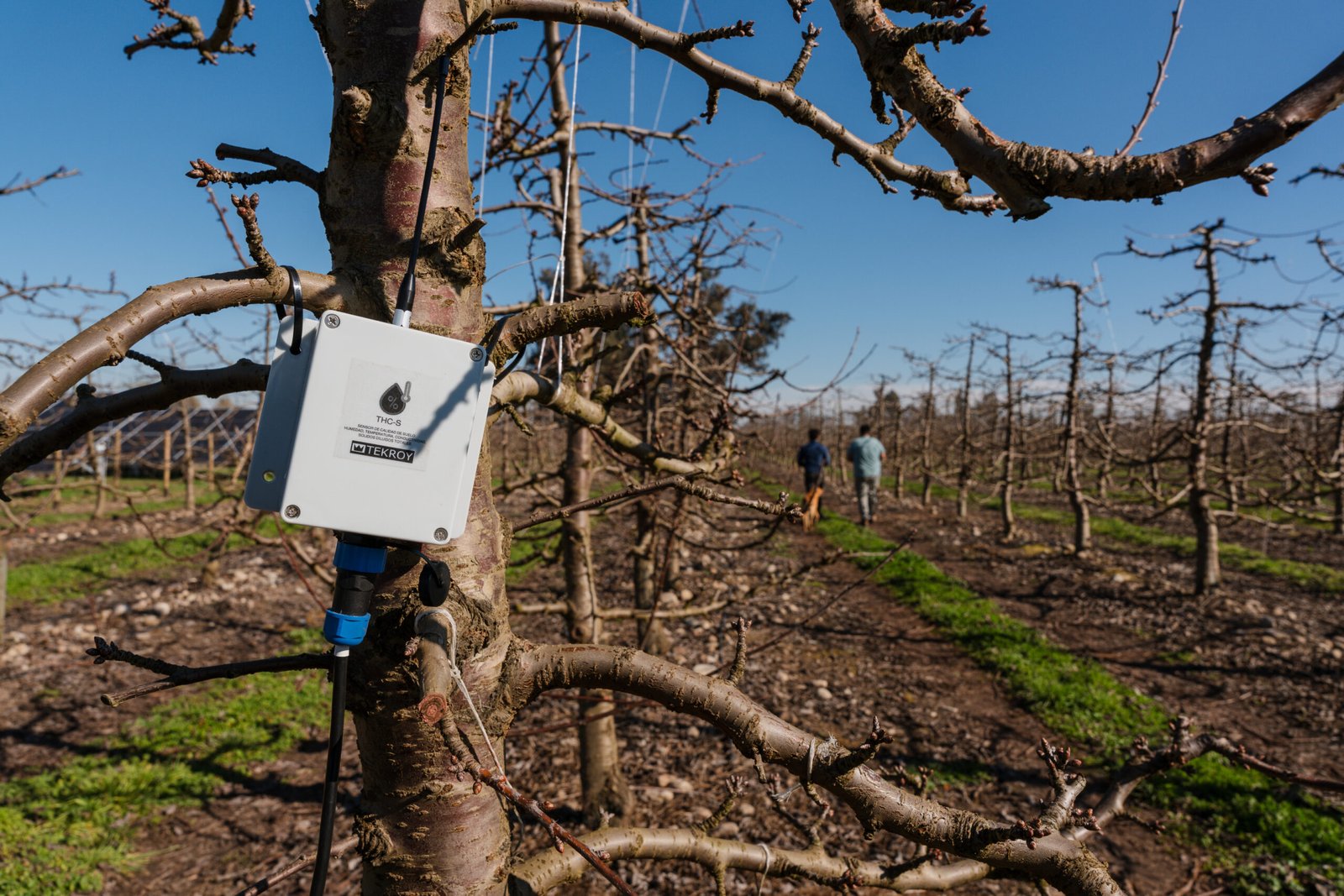 Medidor_LoraWAN_Arbol